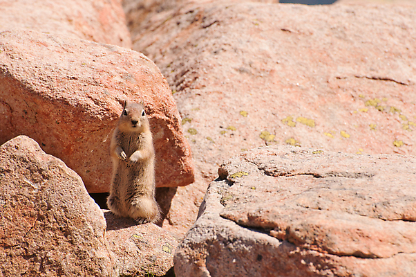 포토 JPG 해외이미지 동물 응시 야생동물 음식 컨셉 포유류 자연 털 사람없음 바위 위험 먹기 엿보기 묘사 보안 숨김 거지 그만 해외포토 시선 모션 안전 돌_바위 생태계 파일형식 이미지허브