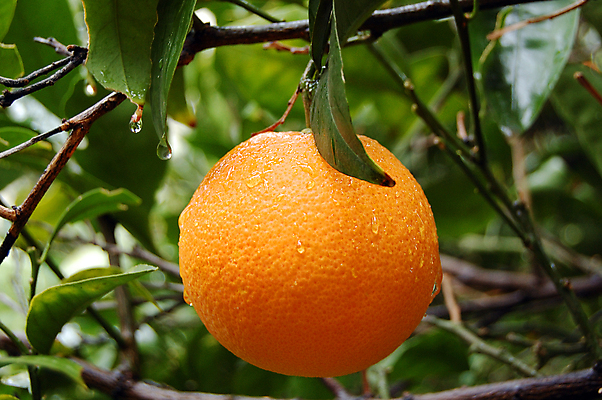 포토 JPG 해외이미지 주간 농업 귤 사람없음 야외 귤나무 해외포토 자연요소 나무 산업 과일 파일형식 이미지허브