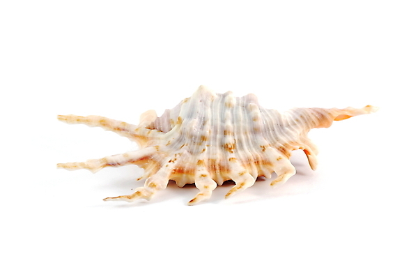 포토 JPG 해외이미지 야생동물 바다 섬 백그라운드 자연 조개 어류 사람없음 물 껍질 흰색 닫기 강가 오브젝트 휴양지 다이빙 생물학 고립 해외포토 자연요소 동물 교육 컬러 모션 어패류 강 수영 수중동물 장소 생태계 수중스포츠 파일형식 이미지허브