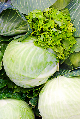 포토 JPG 해외이미지 식물 음식 잎 농업 채소 과일 자연 주택 사람없음 초록색 수확 신선 뜨거움 달콤 묘사 원예 양배추 날것 내추럴 밭일 해외포토 산업 컬러 취미 건물 맛 생태계 파일형식 이미지허브