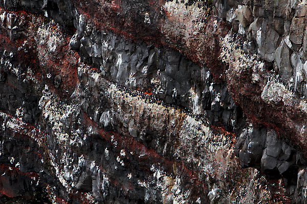 포토 JPG 해외이미지 동물 야생동물 조류 아이슬란드 사람없음 5월 해외포토 유럽 날짜 파일형식 이미지허브