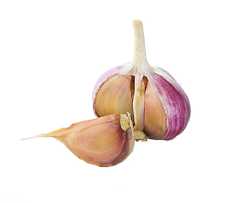 포토 JPG 해외이미지 음식 백그라운드 채소 마늘 요리 사람없음 흰색 양념 향신료 매움 고립 해외포토 컬러 맛 향미료 파일형식 이미지허브