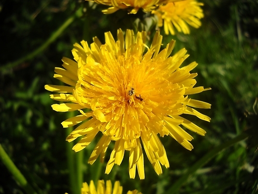 포토 JPG 해외이미지 주간 자연 근접촬영 사람없음 야외 민들레 해외포토 자연요소 꽃 뷰포인트 생태계 파일형식 이미지허브