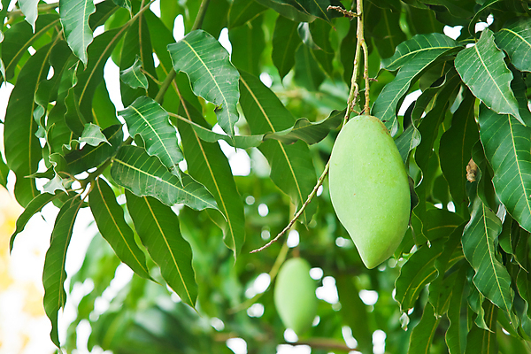 포토 JPG 해외이미지 나무 계절 아시아 음식 백그라운드 잎 농업 과일 태국 자연 건강 사람없음 야외 초록색 나뭇가지 신선 달콤 몸무게 망고 무거움 식용 채식주의자 해외포토 식물 나라 산업 컬러 무게 맛 열대과일 생태계 채식 파일형식 이미지허브