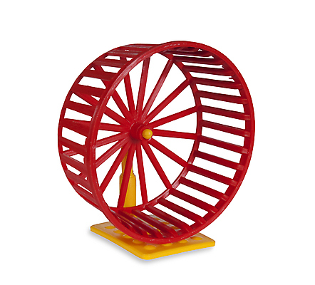 포토 JPG 해외이미지 동물 직업 응시 장난 포유류 발 실내 사람없음 빨간색 반려동물 장난감 달리기 운동 노란색 머리 힘 게임 바퀴 쥐 호기심 흰배경 꼬리 고립 주목 지능 해외포토 시선 감정 컬러 백그라운드 컨셉 모션 놀이 건강 내부 신체부위 흰색 설치류 파일형식 이미지허브