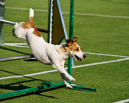 포토 JPG 해외이미지 동물 스포츠 포즈 사람없음 반려동물 달리기 점프 경쟁 흰색 시간 업무 개 작음 허들 속도 송곳니 승자 신앙심 필승 해외포토 컬러 컨셉 포유류 모션 우승 작업 치아 크기 장애물 파일형식 이미지허브