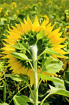 포토 JPG 해외이미지 주간 해바라기 풍경 사람없음 야외 아웃포커스 여름 해외포토 자연요소 계절 꽃 촬영기법 파일형식 이미지허브