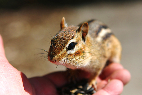 포토 JPG 해외이미지 나무 동물 공원 야생동물 음식 포즈 포유류 발 자연 털 앉기 사람없음 야외 초록색 갈색 검은색 줄무늬 견과류 흰색 황무지 닫기 설치류 작음 모피 먹기 호기심 꼬리 다람쥐 동쪽 내추럴 동물상 땅바닥 수유 해외포토 식물 공공시설 감정 컬러 컨셉 무늬 모션 바닥 신체부위 조형물 크기 방향 생태계 파일형식 이미지허브