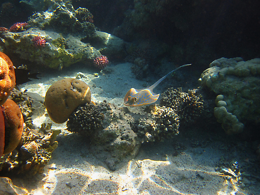 포토 JPG 해외이미지 한마리 바다 자연 사람없음 바닷속 수중 가오리 수중사진 해외포토 1 어류 생태계 파일형식 이미지허브