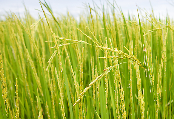 포토 JPG 해외이미지 전통 계절 공원 아시아 문화 음식 잎 농업 태국 자연 밥 동양인 잔디 사람없음 야외 초록색 농작물 햇빛 태양 농장 농경지 수확 시골 신선 황금 농부 낟알 시리얼 유기농 동쪽 논밭 루트 밭일 해외포토 자연요소 식물 직업 웰빙 공공시설 나라 산업 컬러 밭 논 인종 방향 생태계 파일형식 이미지허브