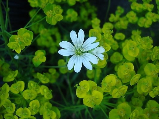 포토 JPG 해외이미지 꽃 사람없음 노란색 흰색 싱글 부드러움 해외포토 식물 컬러 감각 파일형식 이미지허브