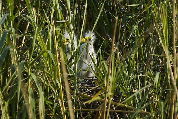 포토 JPG 해외이미지 호수 아프리카 조류 병아리 사람없음 물 노란색 흰색 개울 습지 보츠와나 해외포토 자연요소 동물 나라 컬러 강 파일형식 이미지허브