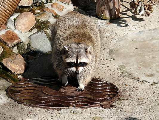 포토 JPG 해외이미지 동물 척추동물 야생동물 포유류 생물 털 동물원 가면 사람없음 흰색 발사 모피 북쪽 세탁기 주둥이 모스크바 해외포토 컬러 가전제품 방향 러시아 파일형식 이미지허브