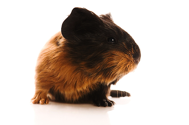 포토 JPG 해외이미지 한마리 사람없음 검은색 기니피그 해외포토 1 컬러 포유류 파일형식 이미지허브