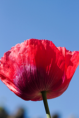 포토 JPG 해외이미지 식물 꽃잎 꽃 줄기 하늘 사람없음 빨간색 파란색 양귀비 해외포토 컬러 파일형식 이미지허브