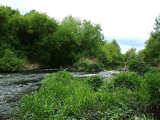 포토 JPG 해외이미지 나무 식물 자연 풍경 사람없음 초록색 강 봄 숲 해외포토 계절 컬러 생태계 파일형식 이미지허브