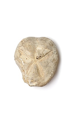 포토 JPG 해외이미지 동물 바다 백그라운드 사람없음 바위 흰색 시간 진화 화석 고생물 선사시대 대칭 방사형 석회암 쥬라기 해외포토 컬러 생물 암석 돌_바위 역사 소방 파일형식 이미지허브