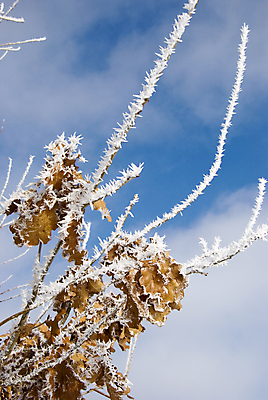 포토 JPG 해외이미지 계절 백그라운드 크리스마스 겨울 자연 하늘 추상 사람없음 장식 백발 흰색 나뭇가지 12월 1월 내추럴 해외포토 나무 헤어스타일 기념일 컬러 무늬 날짜 생태계 파일형식 이미지허브