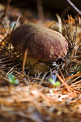 포토 JPG 해외이미지 식물 잎 자연 이끼 사람없음 버섯 수확 숲 묘사 해외포토 농업 생태계 파일형식 이미지허브