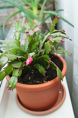 포토 JPG 해외이미지 식물 전통 라이프스타일 외관 응시 꽃 화분 분홍색 꽃무늬 창문 자연 날씨 선인장 주택 실내 따뜻함 건강 사람없음 장식 초록색 여름 맑음 촉촉함 시골 달콤 냄비 컨테이너 허브 묘사 시골집 데이지 리빙 알로에 판유리 해외포토 시선 계절 산업 컬러 무늬 유리 내부 건물 생활 젖음 맛 솥 생태계 파일형식 이미지허브