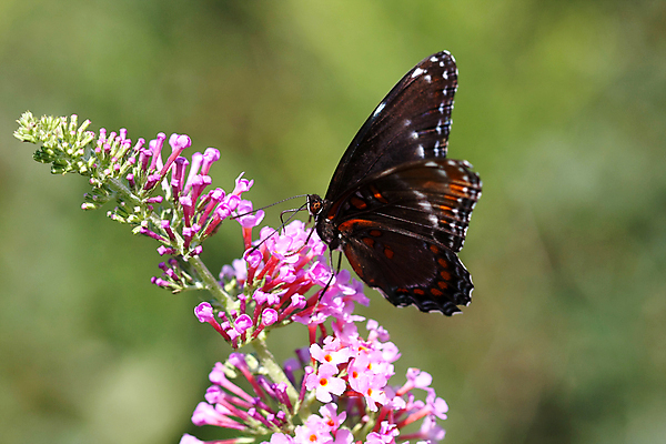포토 JPG 해외이미지 동물 디자인 꽃 분홍색 나비 곤충 백그라운드 컨셉 꽃무늬 패턴 날개 일러스트 자연 벽지 추상 안테나 미술 사람없음 장식 빨간색 초록색 여름 파란색 컬러풀 뷰티 노란색 정원 보라색 검은색 봄 흰색 우아함 벌레 묘사 내추럴 해외포토 식물 계절 컬러 무늬 통신 문화예술 생태계 파일형식 이미지허브