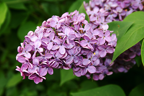 포토 JPG 해외이미지 식물 공원 꽃 분홍색 꽃무늬 자연 부활절 사람없음 장식 여름 컬러풀 정원 보라색 봄 벚꽃 개화 닫기 5월 다발 관목 묘사 원예 향기 라일락 내추럴 강렬 해외포토 나무 계절 공공시설 기념일 컬러 무늬 모션 취미 날짜 생태계 냄새 파일형식 이미지허브