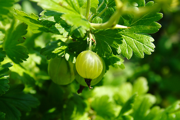 포토 JPG 해외이미지 주간 잎 사람없음 야외 아웃포커스 초록색 구스베리 해외포토 자연요소 식물 열매 컬러 촬영기법 파일형식 이미지허브