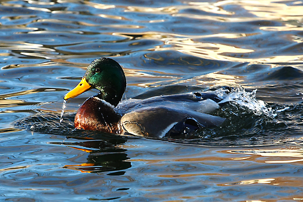 포토 JPG 해외이미지 동물 여자 남자 호수 야생동물 날개 자연 조류 휴식 오리 서기 앉기 초원 사람없음 초록색 물 강 컬러풀 반사 수영 봄 흰색 아기 연못 깃털 싱글 부리 물새 청둥오리 계산서 내추럴 잔물결 해외포토 자연요소 계절 물결 컬러 컨셉 모션 사람 수상스포츠 생태계 파일형식 이미지허브