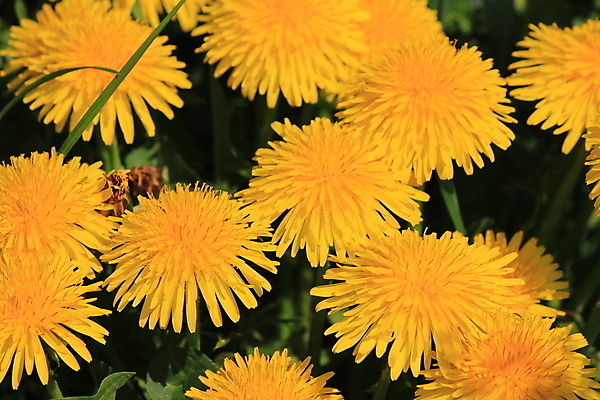 포토 JPG 해외이미지 주간 여러송이 자연 사람없음 야외 민들레 해외포토 자연요소 꽃 다수 생태계 파일형식 이미지허브