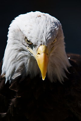 포토 JPG 해외이미지 주간 야생동물 사람없음 야외 독수리 흰머리독수리 해외포토 자연요소 동물 조류 파일형식 이미지허브