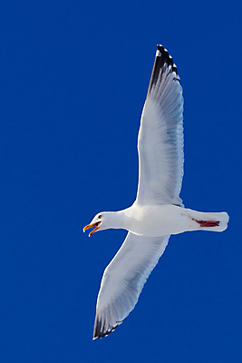 포토 JPG 해외이미지 동물 야생동물 바다 날개 자연 갈매기 조류 하늘 생물 성인 사람없음 야외 파란색 외침 자유 흰색 비행 오픈 우아함 깃털 부리 부름 단아함 무료 청어 해외포토 컬러 컨셉 모션 어류 사람 소리 생태계 파일형식 이미지허브