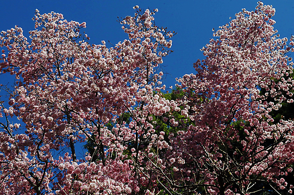 포토 JPG 해외이미지 식물 계절 꽃잎 꽃 분홍색 백그라운드 꽃무늬 자연 사람없음 장식 컬러풀 뷰티 정원 봄 벚꽃 개화 체리 그늘 원예 고립 해외포토 컬러 무늬 과일 취미 생태계 파일형식 이미지허브