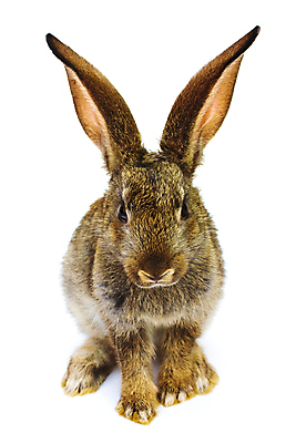 포토 JPG 해외이미지 동물 행복 백그라운드 크리스마스 휴가 새로움 사람없음 회색 흰색 연도 고립 생존 해외포토 기념일 감정 컬러 컨셉 파일형식 이미지허브