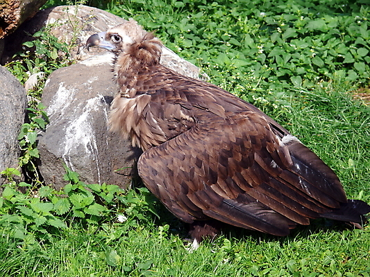 포토 JPG 해외이미지 자연 조류 동물원 사람없음 초록색 갈색 머리 검은색 승려 깃털 묘사 부리 부름 계산서 동물상 모스크바 비명 유라시아 해외포토 동물 유럽 아시아 컬러 모션 신체부위 조형물 성직자 생태계 러시아 파일형식 이미지허브