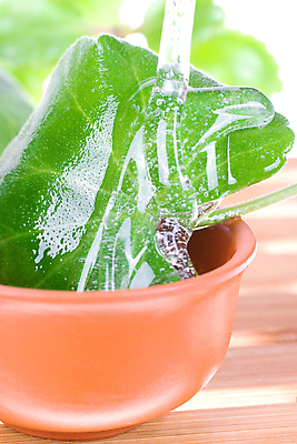 포토 JPG 해외이미지 잎 근접촬영 사람없음 컵 스파 흐름 향수 아로마 아로마테라피 테라피 바디케어 에센스 해외포토 식물 식기 뷰포인트 컨셉 뷰티 화장품 파일형식 이미지허브