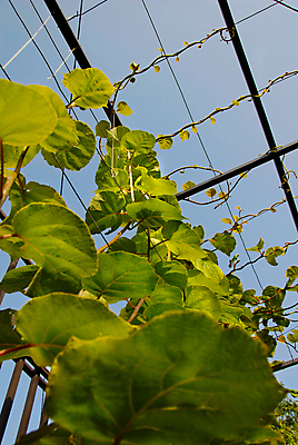 포토 JPG 해외이미지 식물 잎 농업 과일 하늘 건강 키위 사람없음 야외 초록색 파란색 정원 봄 성장 나뭇가지 허브 유기농 원예 철사 국산 심기 해외포토 나무 웰빙 계절 산업 컬러 모션 취미 파일형식 이미지허브