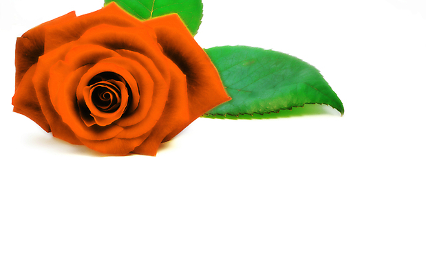 포토 JPG 해외이미지 식물 기념일 꽃잎 꽃 꽃다발 결혼 백그라운드 잎 꽃무늬 패턴 데이트 오렌지 자연 휴가 기념 발렌타인데이 선물 사랑 사람없음 장식 빨간색 초록색 뷰티 장미 낭만 흰색 하트 축하 인사 신선 자르기 심볼 싱글 열정 고립 특별함 해외포토 모양 감정 컬러 컨셉 무늬 과일 모션 데이이벤트 이벤트 예절 생태계 파일형식 이미지허브