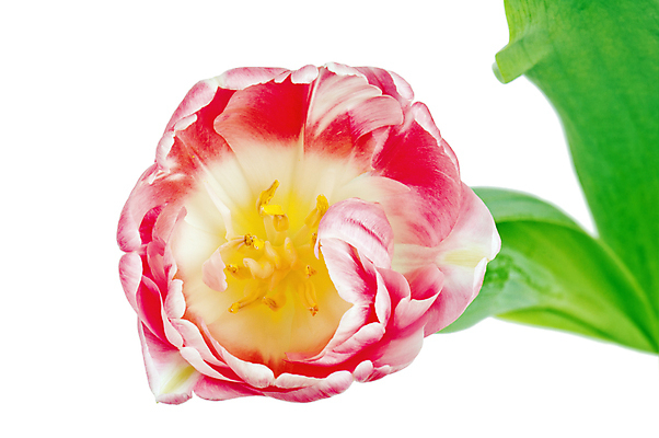 포토 JPG 해외이미지 식물 1 계절 꽃잎 꽃 문화 줄기 분홍색 백그라운드 잎 꽃무늬 자연 휴가 발렌타인데이 선물 사랑 이벤트 사람없음 빨간색 세로 초록색 컬러풀 뷰티 침묵 봄 튤립 벚꽃 신선 우아함 꽃집 심볼 오브젝트 네덜란드 싱글 심플 고립 완벽 해외포토 감정 유럽 컬러 컨셉 무늬 데이이벤트 상점 소리 생태계 파일형식 이미지허브