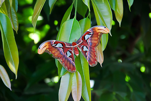 포토 JPG 해외이미지 동물 야생동물 나비 곤충 백그라운드 잎 날개 자연 사람없음 야외 초록색 큼 열대우림 나방 동물상 해외포토 식물 컬러 조형물 숲 크기 생태계 파일형식 이미지허브