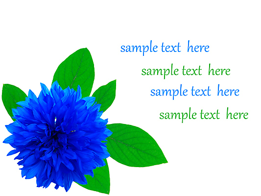 포토 JPG 해외이미지 식물 계절 꽃잎 꽃 백그라운드 잎 꽃무늬 패턴 밭 텍스트 자연 새로움 사람없음 여름 파란색 뷰티 머리 환경 봄 수확 벚꽃 흰색 신선 신용카드 개화 닫기 질감 향기 내추럴 고립 수레국화 국경 해외포토 컬러 컨셉 무늬 농업 모션 신체부위 금융 생태계 냄새 파일형식 이미지허브