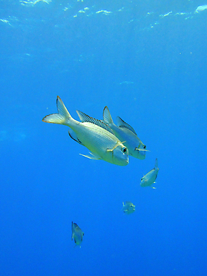 포토 JPG 해외이미지 바다 자연 이집트 어류 사람없음 빨간색 물 파란색 컬러풀 수중 장면 해외포토 자연요소 컬러 아프리카 수중동물 생태계 파일형식 이미지허브