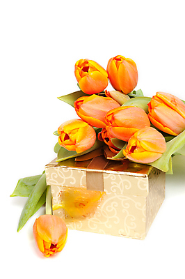 포토 JPG 해외이미지 식물 계절 꽃 줄기 꽃다발 컨셉 잎 꽃무늬 자연 휴가 부활절 발렌타인데이 선물 사랑 사람없음 장식 초록색 컬러풀 뷰티 노란색 정원 보라색 봄 낭만 튤립 벚꽃 흰색 축하 인사 신선 생일 우아함 다발 배열 꽃집 심볼 오브젝트 내추럴 고립 해외포토 기념일 감정 컬러 무늬 데이이벤트 상점 예절 생태계 파일형식 이미지허브