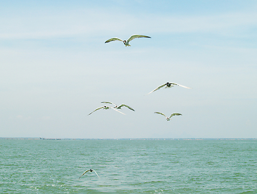 포토 JPG 해외이미지 모래 파도 바다 갈매기 하늘 바람 휴가 조개 불가사리 웃음 사람없음 물 여름 항구 모래언덕 해외포토 자연요소 계절 교통시설 조류 날씨 어패류 극피동물 표정 언덕 파일형식 이미지허브