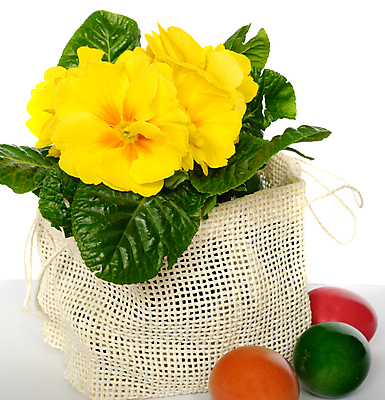 포토 JPG 해외이미지 전통 꽃 종교 휴가 부활절 창조 선물 사람없음 장식 노란색 바구니 계란 페인트 봄 흰색 축하 시간 둥지 다발 심볼 해외포토 식물 계절 기념일 컬러 컨셉 알 파일형식 이미지허브