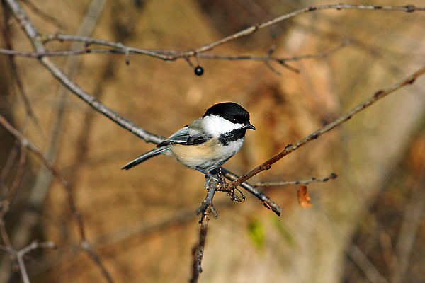 포토 JPG 해외이미지 나무 동물 손 공원 야생동물 음식 캐나다 겨울 날개 자연 조류 씨앗 앉기 사람없음 야외 검은색 추위 흰색 나뭇가지 관찰 숲 작음 먹기 깃털 부리 수유 해외포토 식물 계절 공공시설 컬러 북아메리카 모션 신체부위 크기 생태계 파일형식 이미지허브