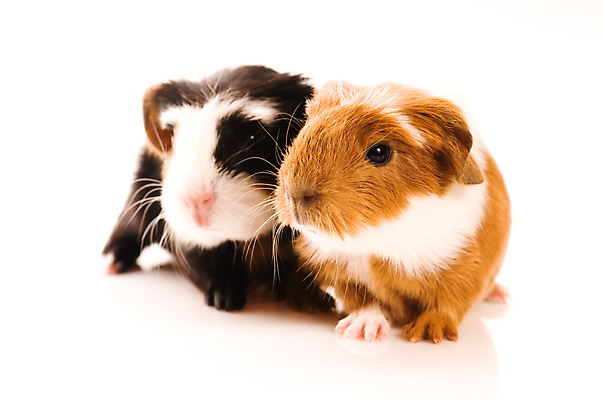 포토 JPG 해외이미지 응시 두마리 사람없음 기니피그 해외포토 시선 2 포유류 파일형식 이미지허브