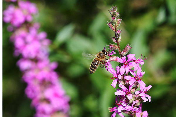 포토 JPG 해외이미지 식물 계절 꽃잎 꽃 줄기 분홍색 잎 꽃무늬 자연 사람없음 빨간색 정원 보라색 벚꽃 개화 다발 허브 꿀 해외포토 컬러 무늬 생태계 파일형식 이미지허브