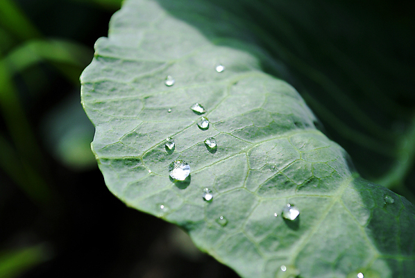포토 JPG 해외이미지 자연 아침 잔디 초원 사람없음 초록색 물 반사 거울 젖음 가을 물방울 투명 액체 개울 떨어짐 이슬 크리스탈 거짓말 얇은 해외포토 주간 자연요소 식물 계절 컬러 컨셉 강 광석 생태계 파일형식 이미지허브