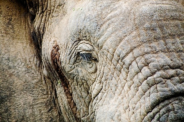 포토 JPG 해외이미지 동물 공원 행복 야생동물 포유류 아프리카 자연 초식동물 동물원 사람없음 물 힘 회색 아기 황무지 보호 위험 큼 사파리 코 상아 멸종 내추럴 남아프리카 동물상 생태학 전국 해외포토 자연요소 공공시설 교육 감정 나라 컬러 컨셉 사람 신체부위 조형물 크기 생태계 파일형식 이미지허브