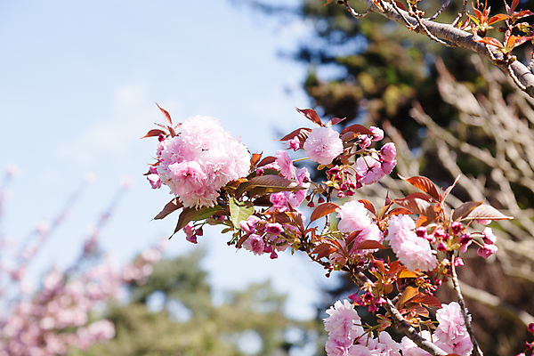 포토 JPG 해외이미지 나무 식물 계절 공원 꽃잎 꽃 줄기 분홍색 자연 하늘 사람없음 야외 장식 태양 뷰티 정원 일본 봄 벚꽃 흰색 나뭇가지 신선 개화 체리 4월 순수 내추럴 해외포토 자연요소 공공시설 아시아 컬러 컨셉 과일 날짜 생태계 파일형식 이미지허브
